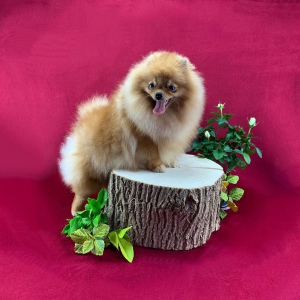 Photo №2 to announcement № 6025 for the sale of pomeranian - buy in Russian Federation breeder