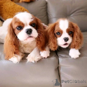 Photo №1. cavalier king charles spaniel - for sale in the city of Helsinki | 516$ | Announcement № 165632
