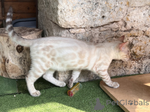 Photo №2 to announcement № 174201 for the sale of bengal cat - buy in Germany 