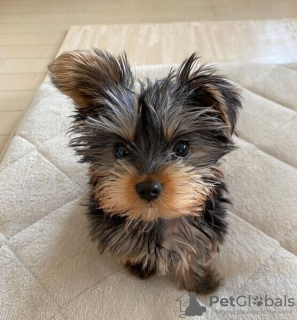 Photo №1. yorkshire terrier - for sale in the city of Леонберг | negotiated | Announcement № 130609