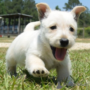 Photo №1. scottish terrier - for sale in the city of Vaskjala | negotiated | Announcement № 169518