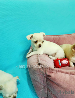 Additional photos: I suggest buying Chihuahua, purebred puppies.