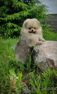 Photo №4. I will sell pomeranian in the city of Minsk. breeder - price - 208$