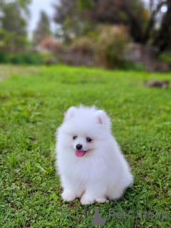 Photo №1. pomeranian - for sale in the city of Barsel | negotiated | Announcement № 167575