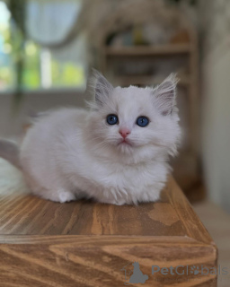 Photo №1. ragdoll - for sale in the city of Гамбург | negotiated | Announcement № 144309
