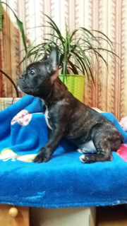 Photo №4. I will sell french bulldog in the city of Khmelnitsky. private announcement - price - 182$