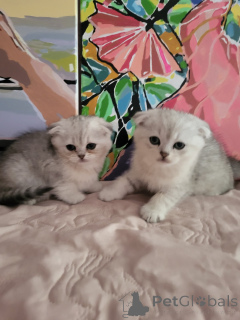 Photo №2 to announcement № 145739 for the sale of british shorthair - buy in Ukraine private announcement