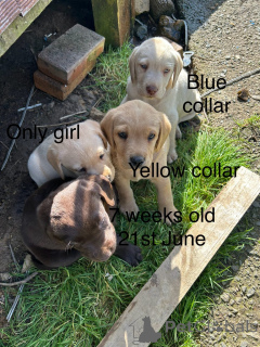 Photo №1. labrador retriever - for sale in the city of Wolfsberg | 456$ | Announcement № 144492