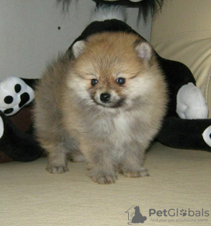 Additional photos: Pomeranian Spitz, sable puppies!