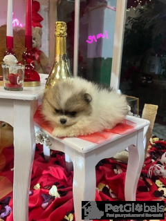 Photo №2 to announcement № 134571 for the sale of pomeranian - buy in Serbia 