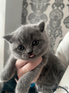 Photo №1. british shorthair - for sale in the city of Wiesbaden | 53$ | Announcement № 87926