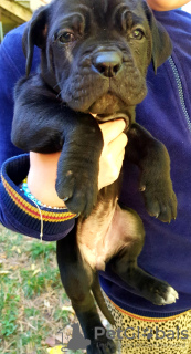 Additional photos: BEST CANE-CORSO PUPPIES