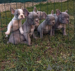 Photo №2 to announcement № 125043 for the sale of french bulldog - buy in Serbia 