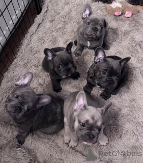 Photo №1. french bulldog - for sale in the city of America | 619$ | Announcement № 157789