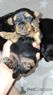 Photo №4. I will sell beaver yorkshire terrier, yorkshire terrier in the city of Pärnu. private announcement, from nursery, breeder - price - 565$
