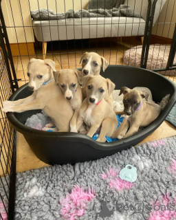 Photo №1. whippet - for sale in the city of Vienna | negotiated | Announcement № 158218