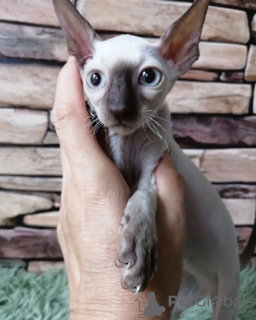 Photo №2 to announcement № 71723 for the sale of cornish rex - buy in Australia private announcement, breeder