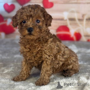 Photo №3. Poodle Male 9 weeks old Ready to go home. Ukraine