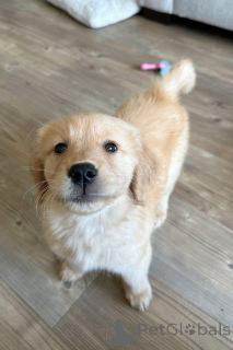 Photo №1. golden retriever - for sale in the city of Warsaw | negotiated | Announcement № 163192