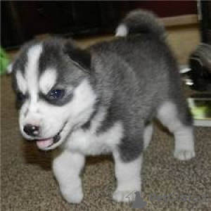 Photo №2 to announcement № 133193 for the sale of siberian husky - buy in Uruguay private announcement