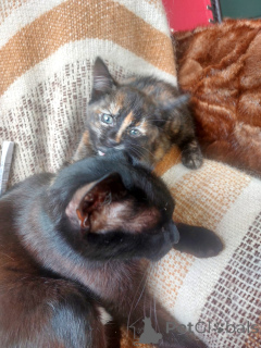 Photo №2 to announcement № 145511 for the sale of  - buy in Russian Federation private announcement