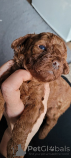Photo №1. poodle (toy) - for sale in the city of Varna | 2642$ | Announcement № 40218