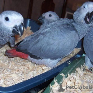 Photo №3.  African Grey nd macaw  parrots. Australia