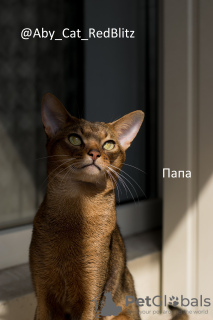 Photo №4. I will sell abyssinian cat in the city of Minsk. private announcement, from nursery, breeder - price - 634$