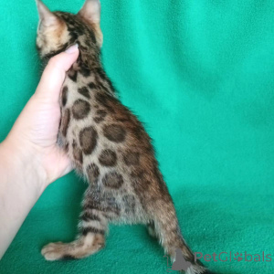 Photo №3. Home trained male and female bengal kittens Available. United States