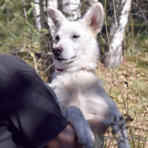 Additional photos: White dog Gerda is looking for a loving family.