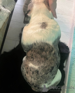 Photo №4. I will sell  in the city of Minsk.  - price - negotiated