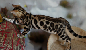Additional photos: Leopard girl
