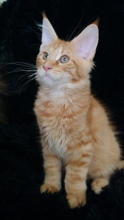 Photo №1. maine coon - for sale in the city of Penza | 311$ | Announcement № 5554
