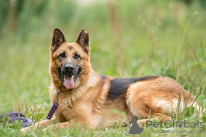 Photo №2 to announcement № 24925 for the sale of german shepherd - buy in Russian Federation from the shelter
