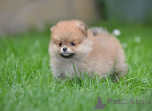 Photo №3. Miniature Spitz (Pomeranian) beautiful puppies. Serbia