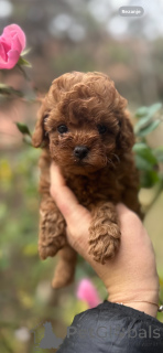 Photo №2 to announcement № 151653 for the sale of poodle (toy) - buy in Serbia breeder