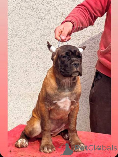 Photo №4. I will sell canaan dog in the city of Kragujevac.  - price - negotiated