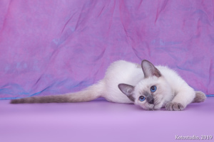 Photo №1. thai cat - for sale in the city of Moscow | 322$ | Announcement № 2968
