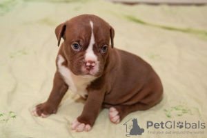 Photo №2 to announcement № 69411 for the sale of american bully - buy in Russian Federation private announcement, breeder