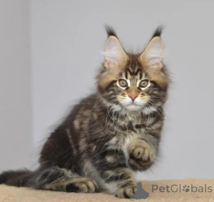 Photo №1. maine coon - for sale in the city of Dettenheim | 361$ | Announcement № 178155