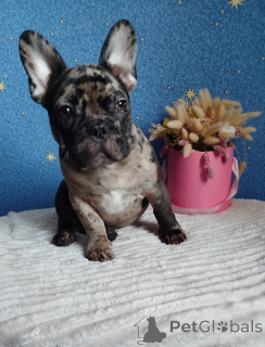 Photo №4. I will sell french bulldog in the city of Minsk. private announcement - price - 516$