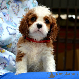 Photo №4. I will sell cavalier king charles spaniel in the city of Vilovo. breeder - price - negotiated