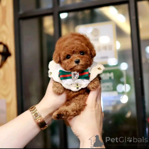 Photo №4. I will sell poodle (toy) in the city of Chicago. breeder - price - 400$