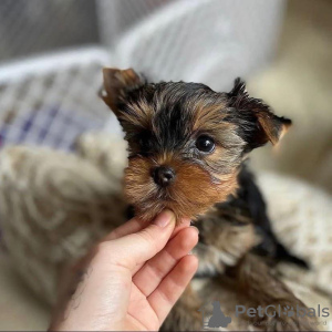 Photo №3. Vaccinated Yorkshire Terrier puppies available now for loving homes. Norway