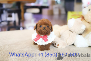 Photo №1. poodle (toy) - for sale in the city of Augusta | negotiated | Announcement № 153554