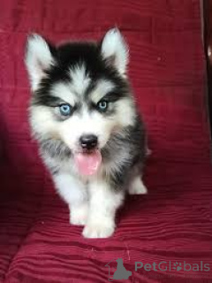 Photo №2 to announcement № 161584 for the sale of siberian husky - buy in Luxembourg private announcement, breeder