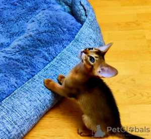 Photo №2 to announcement № 123569 for the sale of abyssinian cat - buy in Russian Federation private announcement