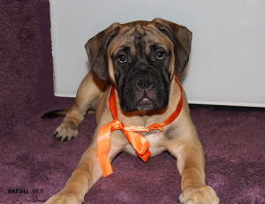 Photo №2 to announcement № 4354 for the sale of bullmastiff - buy in Russian Federation from nursery