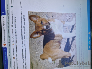 Photo №1. basenji - for sale in the city of Almaty | negotiated | Announcement № 50681