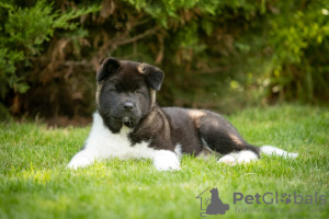 Additional photos: American Akita puppies